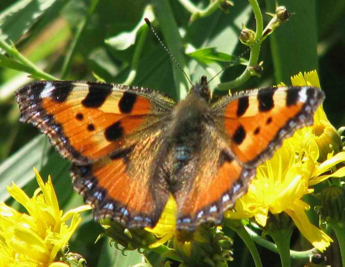 Aglais urticae