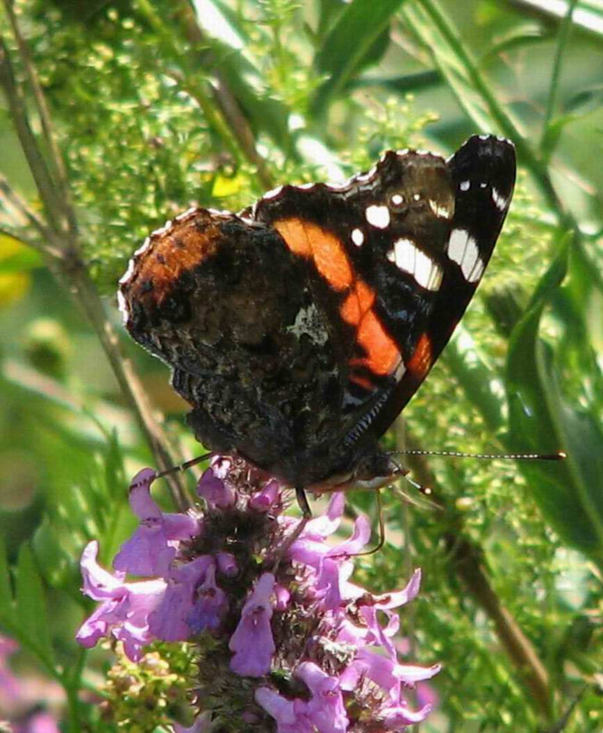 Vanessa atalanta